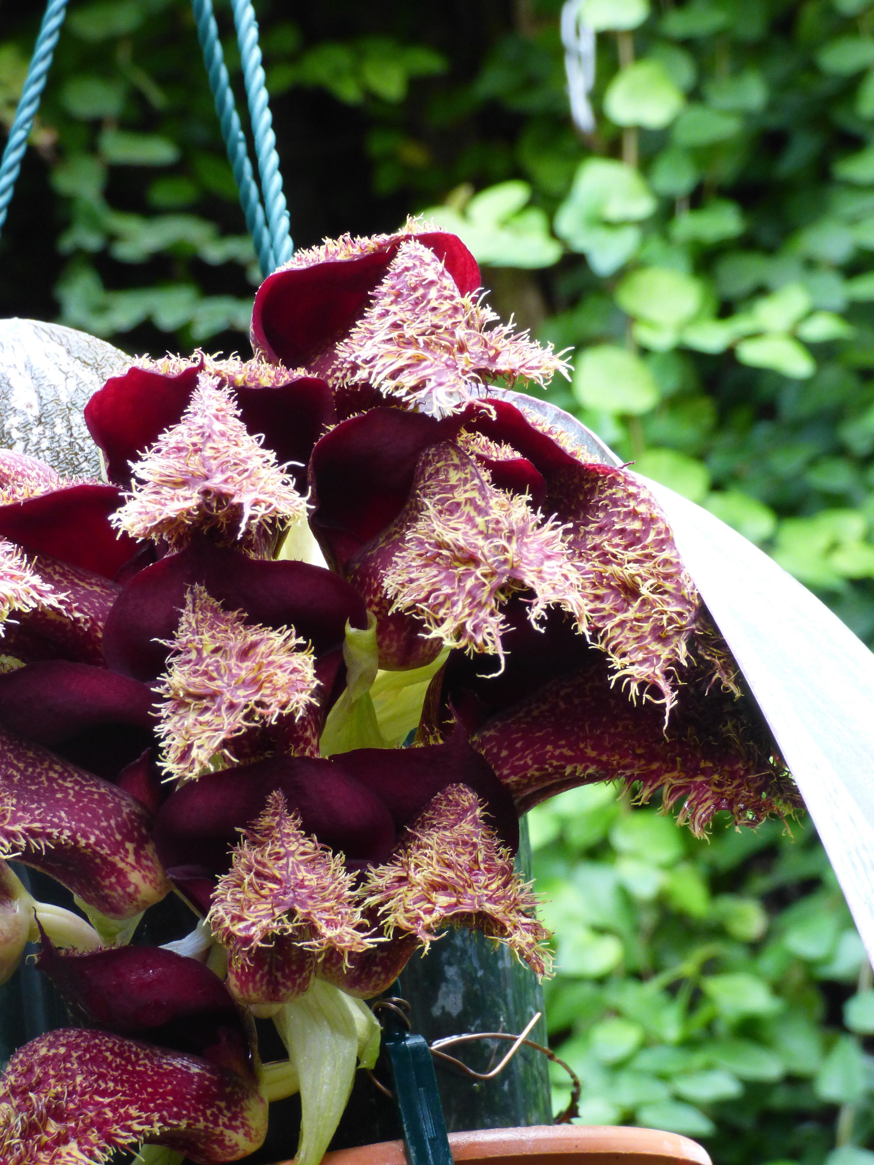 Bulbophyllum phalaenopsis (Big Plant)