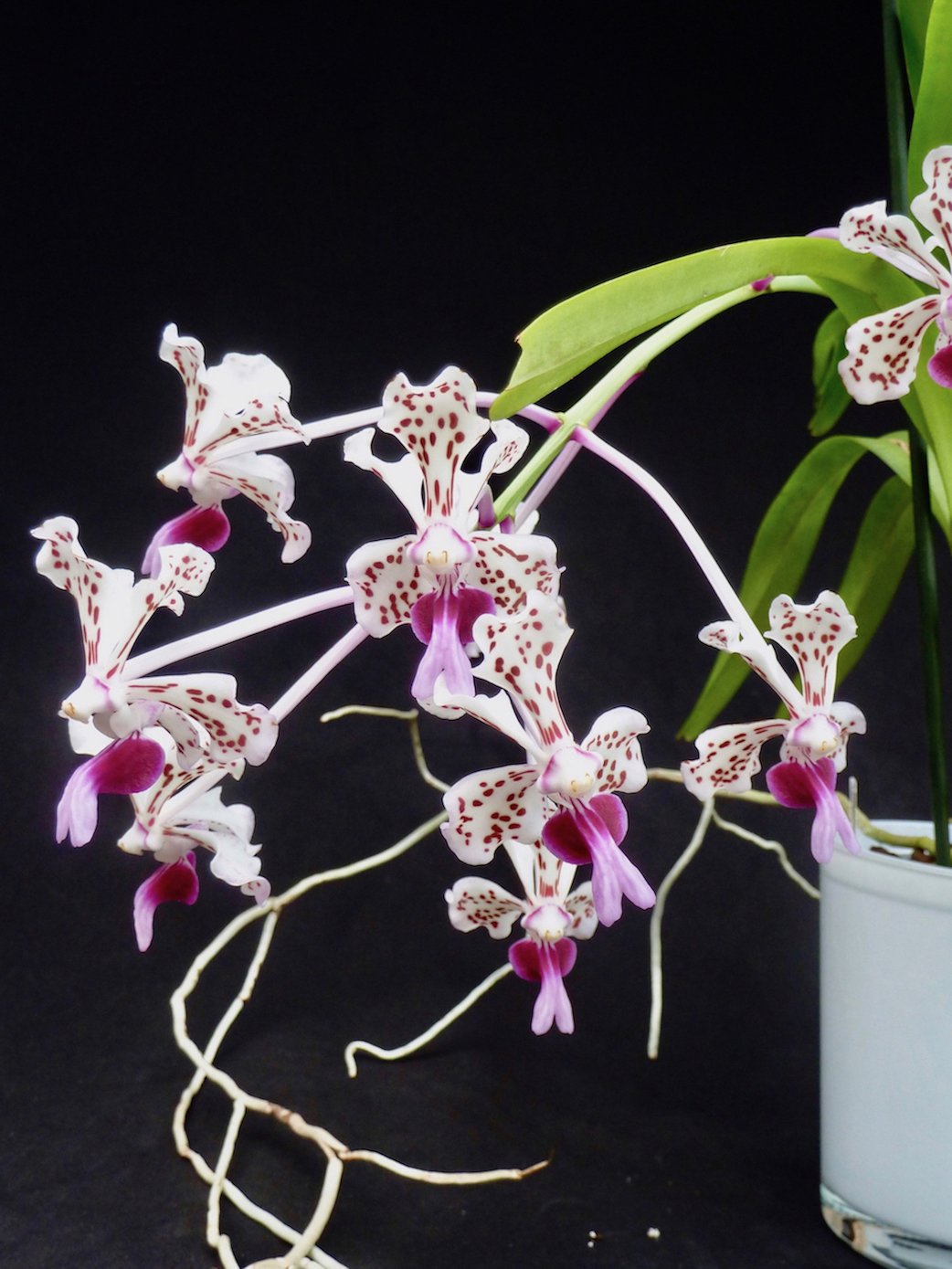 Vanda tricolor var. suavis "Cutting''