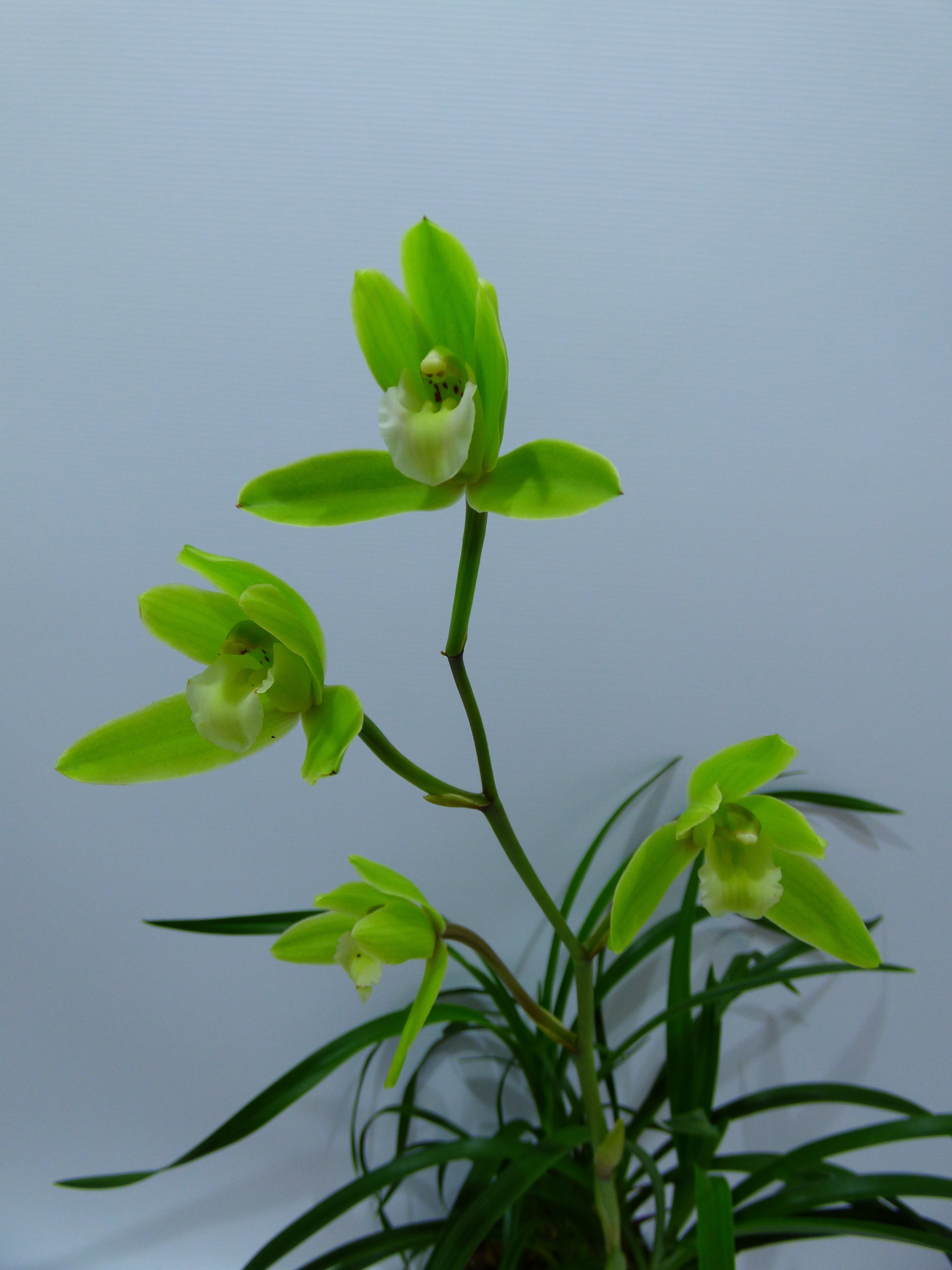 Cymbidium goeringii 4N