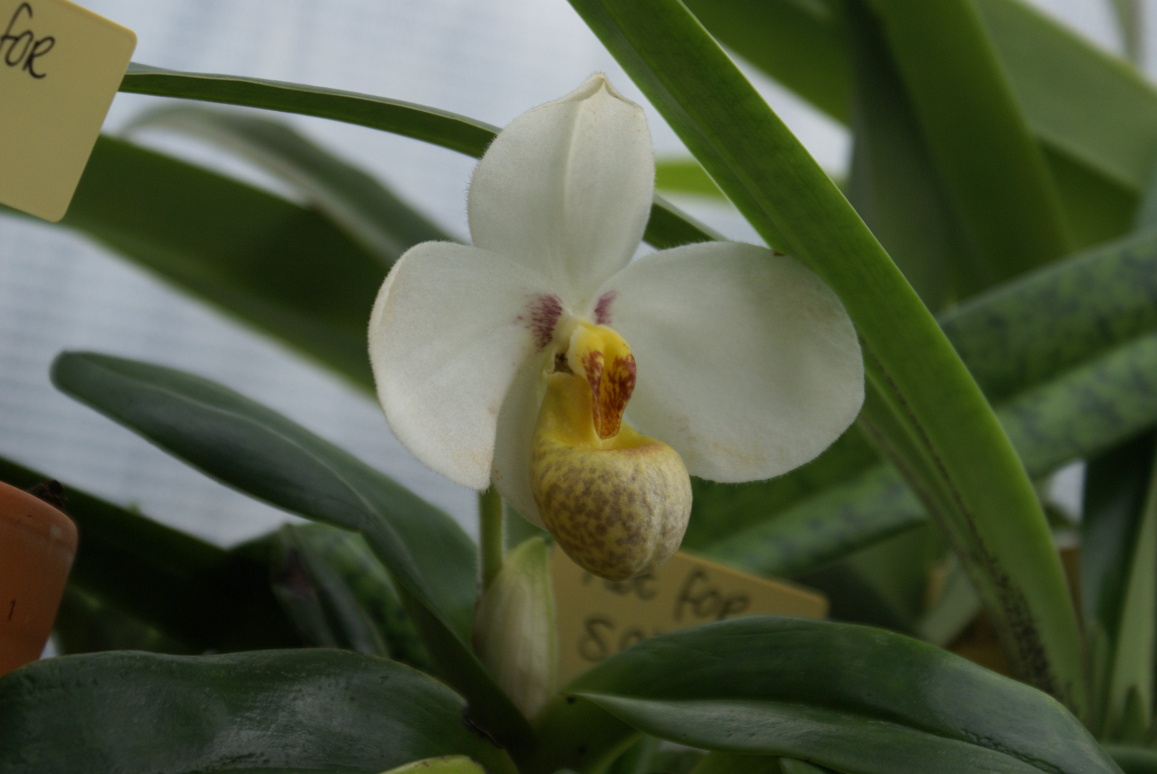 Paphiopedilum emersonii (Clump)