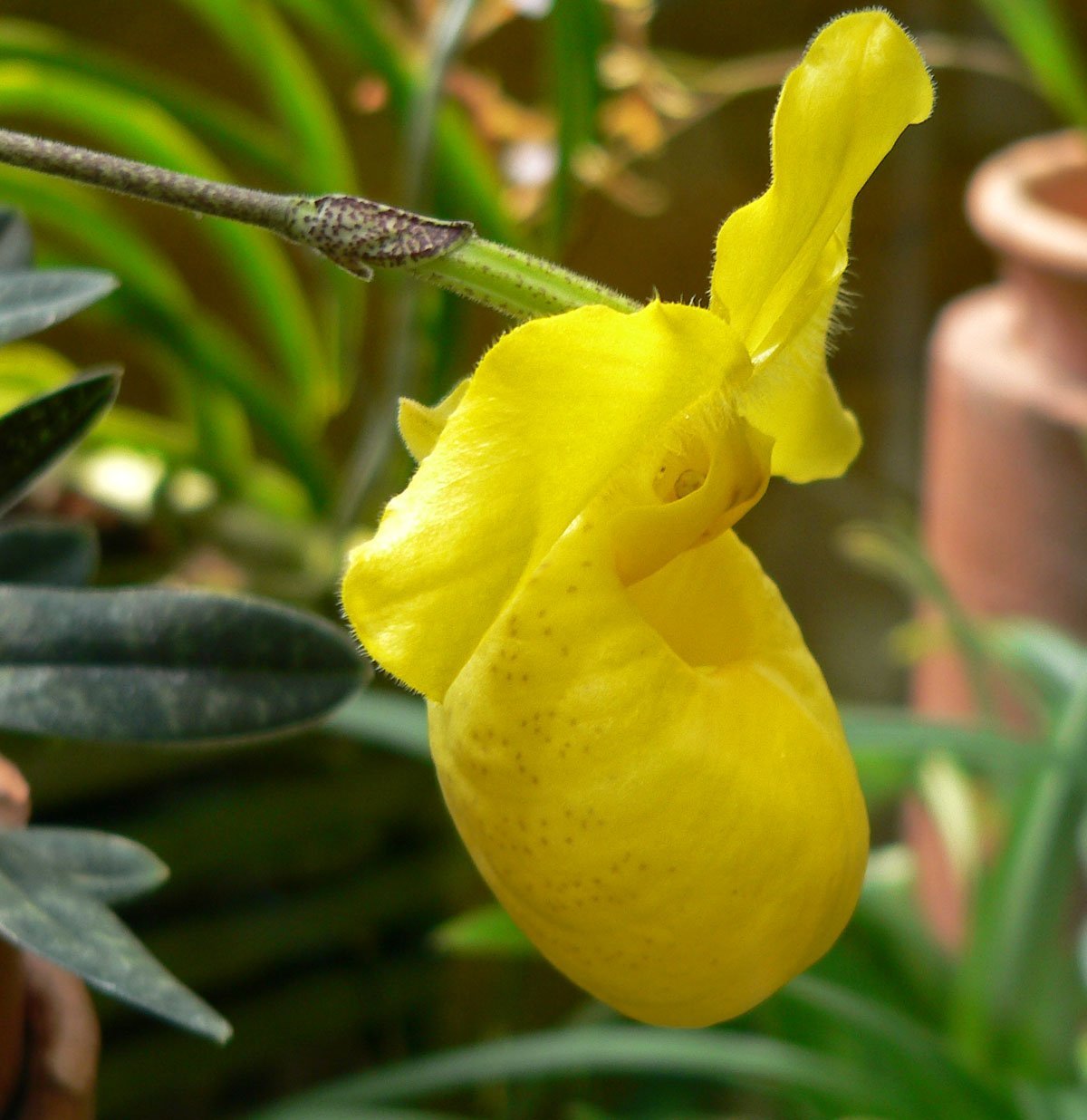 Paphiopedilum armeniacum