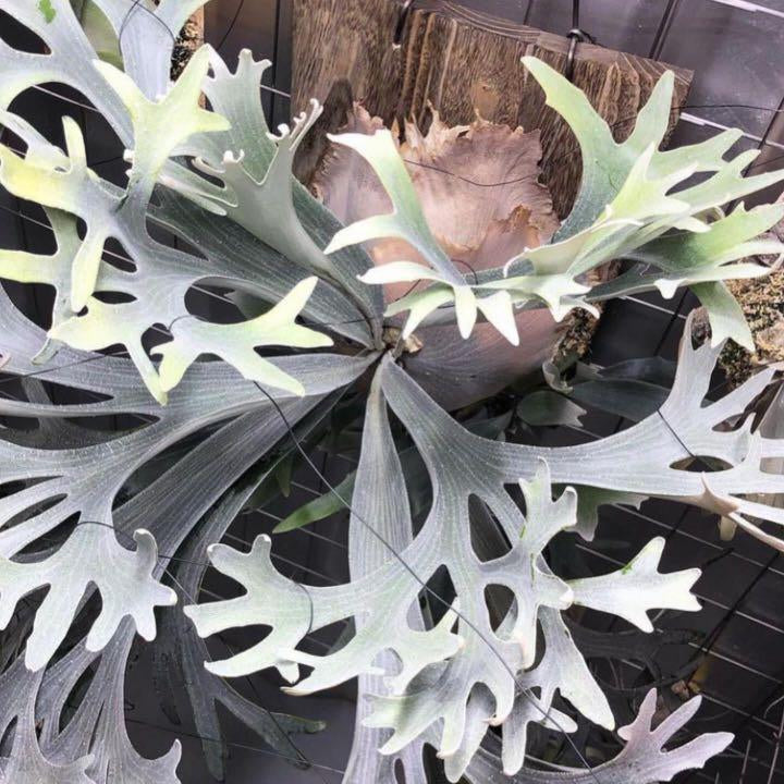 Platycerium Bifurcatum sp White