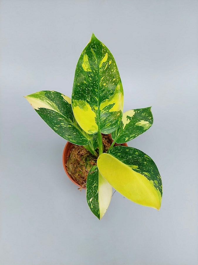 Philodendron Green Congo Marble Variegated 'Big'