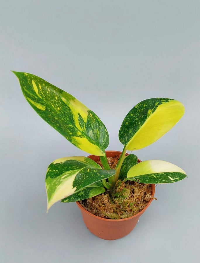 Philodendron Green Congo Marble Variegated "Big"