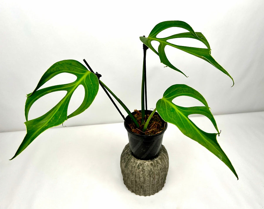 Monstera 'Burle Marx Flame' Small 2 Leaves' (Fresh Head Cutting)