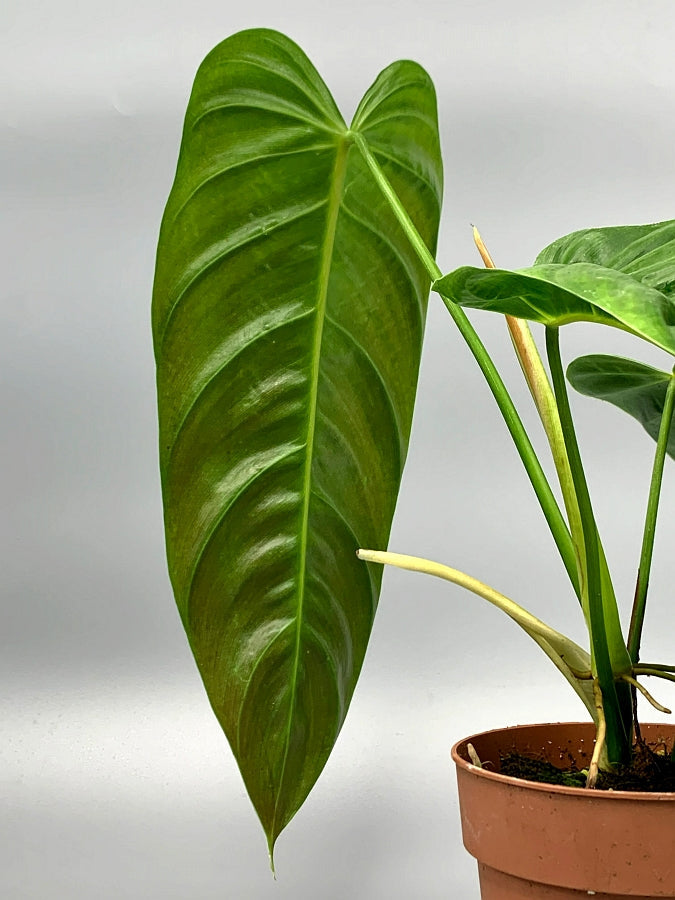 Philodendron esmeraldense "Big Plant"
