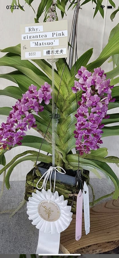 Rhynchostylis gigantea "Pink" (Matsuo)