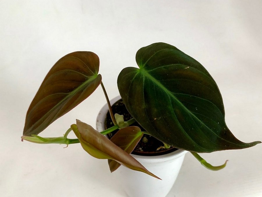 Philodendron hederaceum "Micans"