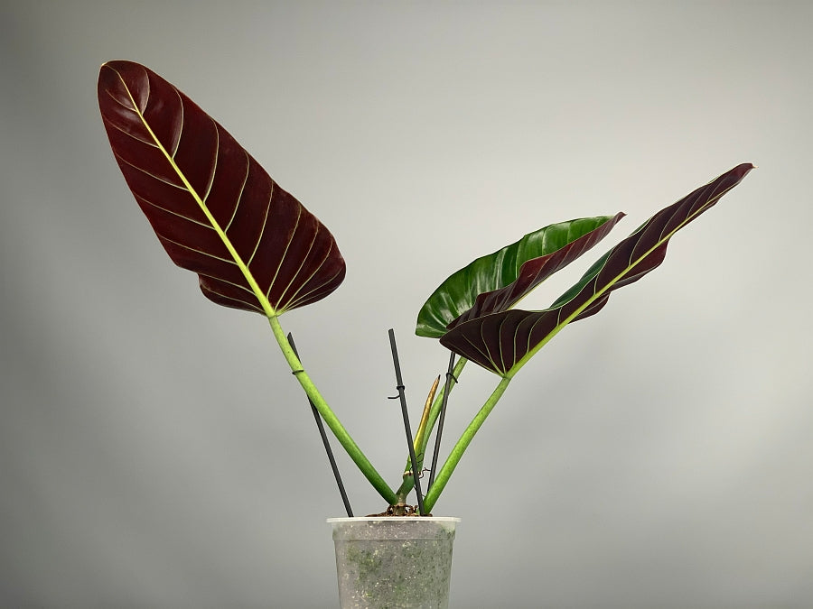 Philodendron subhastatum ‘Tamarindo’