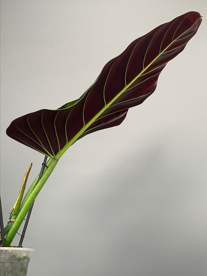 Philodendron Specie Black