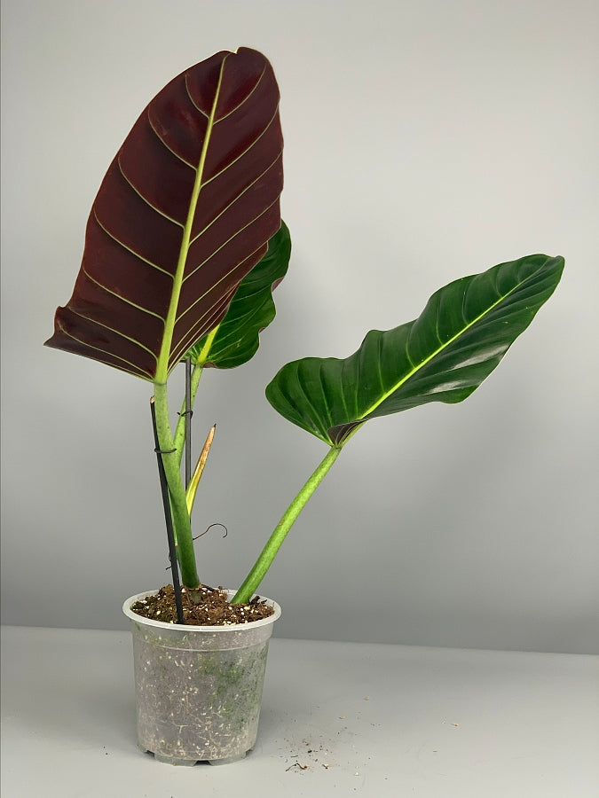monstera philodendron subhastatum Philodendron subhastatum ‘Tamarindo’