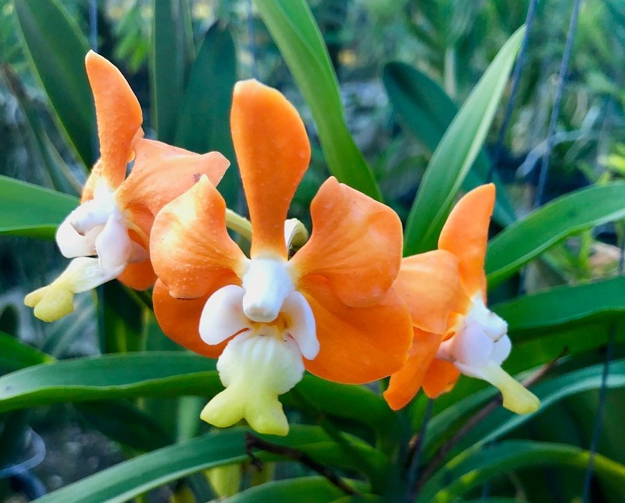 Vanda denisoniana var. Orange (Small Size)