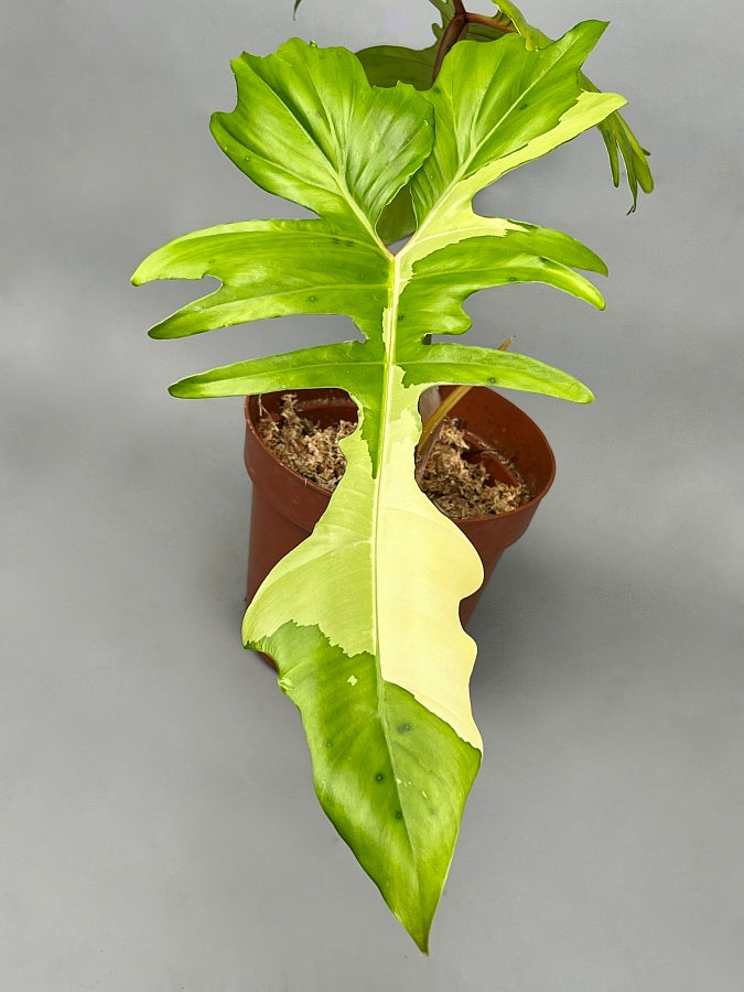 philodendron golden dragon variegated price Philodendron "Golden Dragon" variegated albo