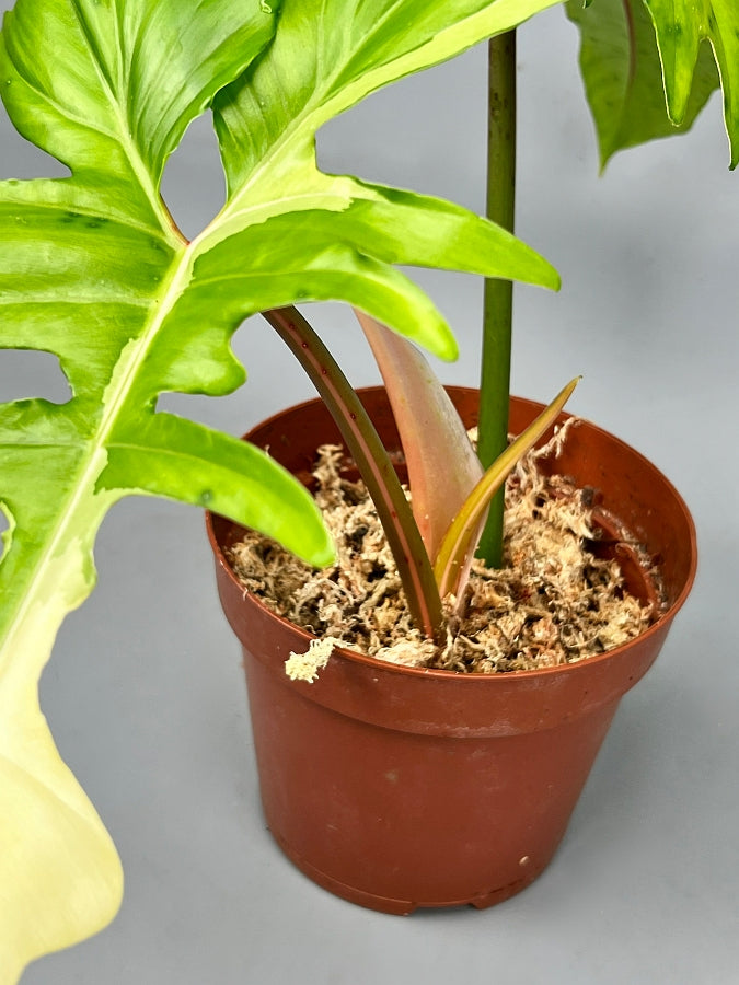 Philodendron "Golden Dragon" variegated albo
