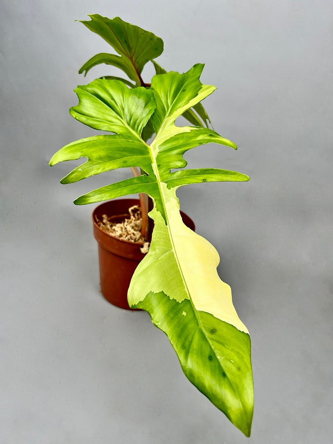 Philodendron "Golden Dragon" variegated albo