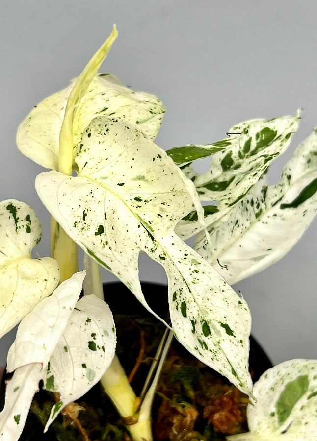 Epipremnum pinnatum marble variegata (Leaf Cutting)