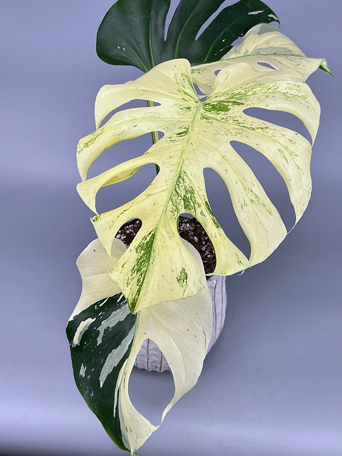 Monstera Full Mint deliciosa borsigiana Variegata