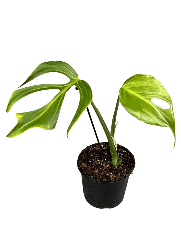 Monstera 'Burle Marx FlameSmall 2 Leaves" (Frischer Kopfschnitt)