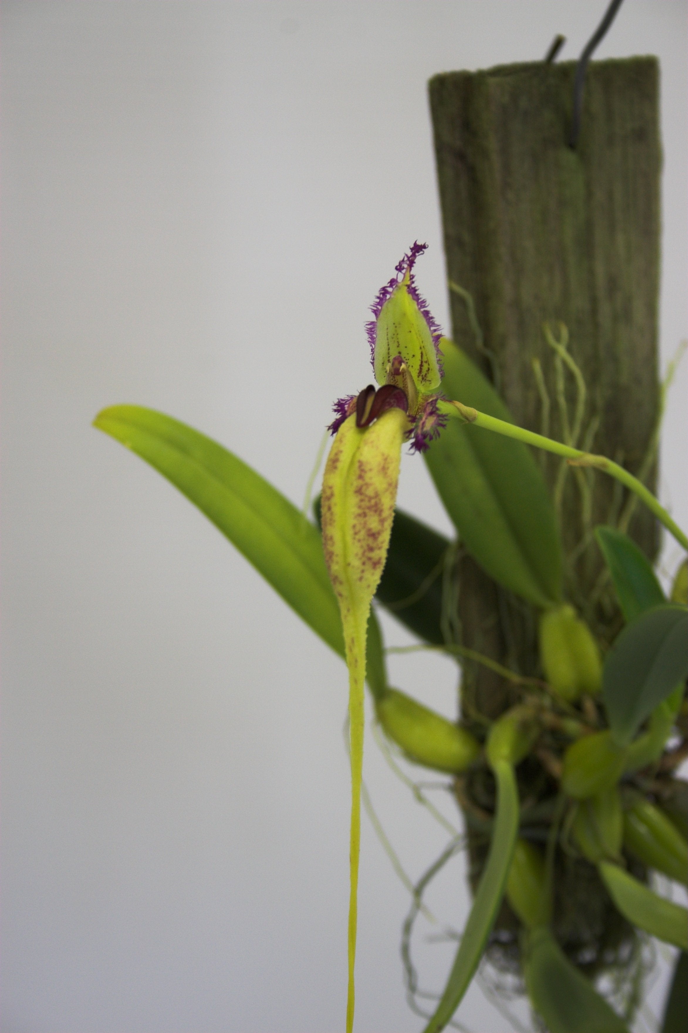 Bulbophyllum (mastignon) fascinator var. semi alba