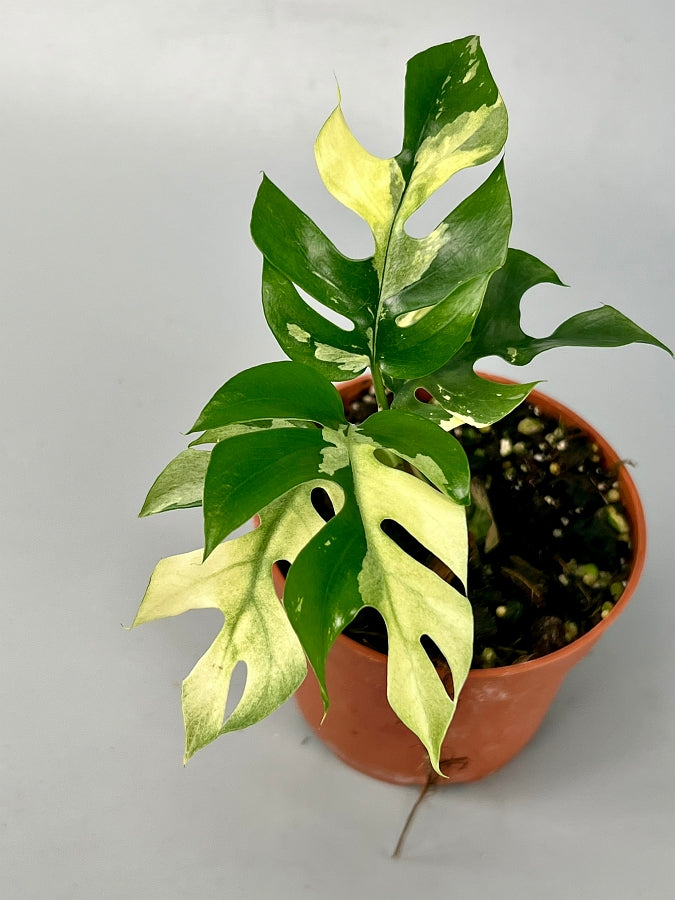 philodendron minima hanging Monstera minima variegated albo (1 Leaf Cutting)