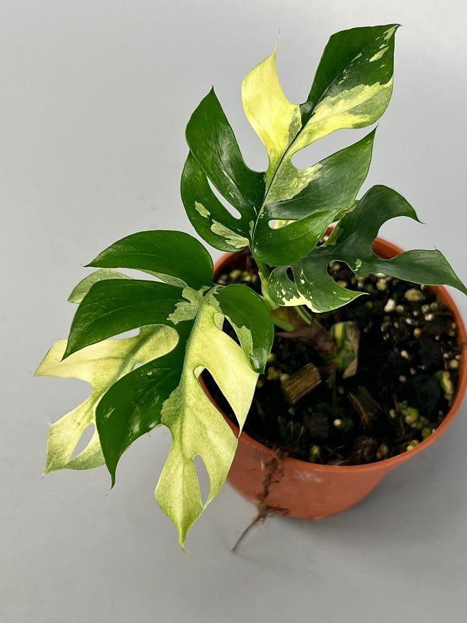 Monstera minima variegated albo (5-6 leaves)+ Highly variegated