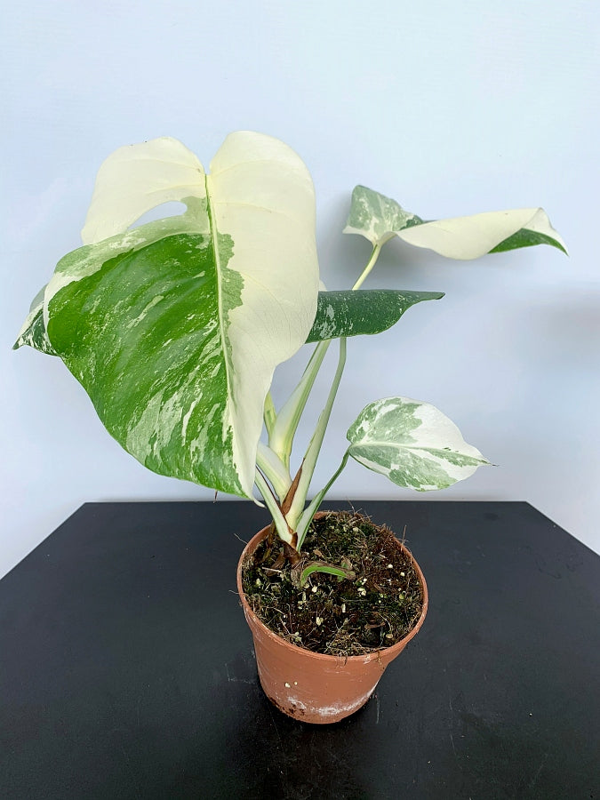 Monstera deliciosa Variegata albo "Half Moon" (5/6 leaves) + Highly variegated