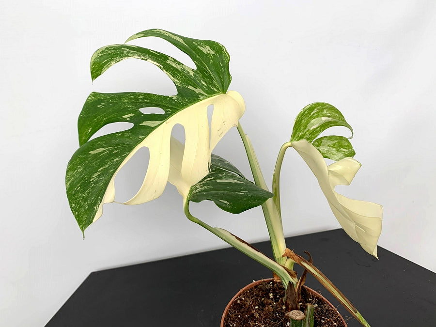 Monstera deliciosa Variegata albo "Half Moon" (5/6 leaves) + Highly variegated