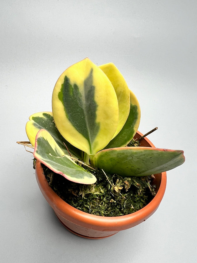Hoya Pachyclada variegated "White" Big Leaves (Highly Variegated)