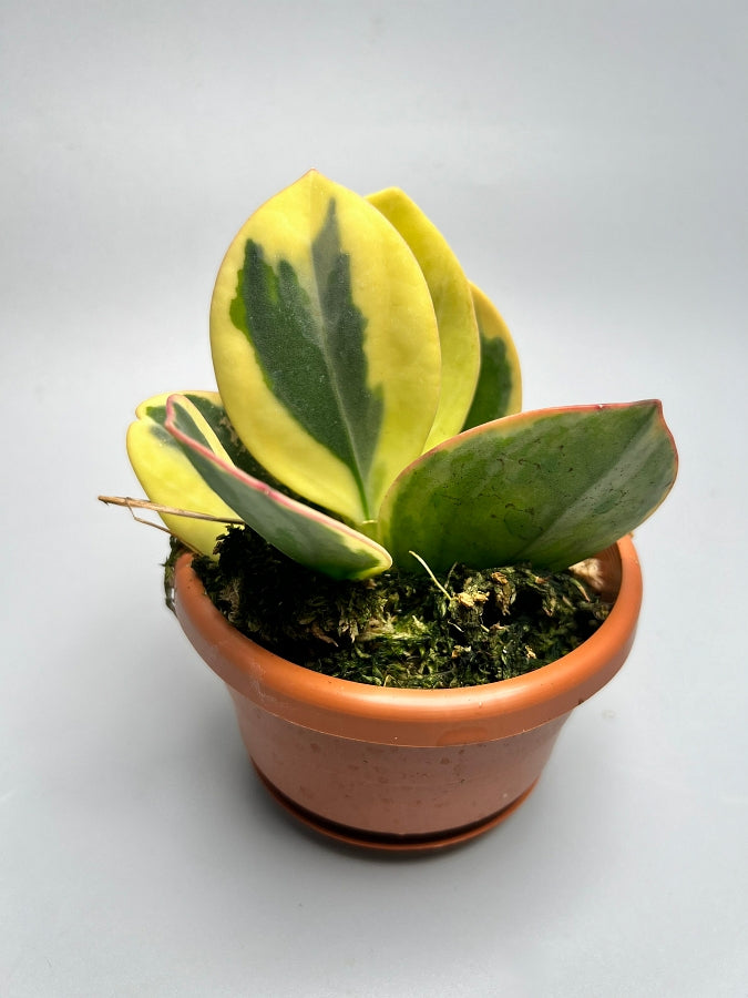 Hoya Pachyclada variegated "White" Big Leaves (Highly Variegated)