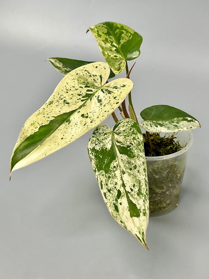 philodendron imbe ilsemanii variegata Philodendron ilsemanii (4 Leaves) Highly Variegated