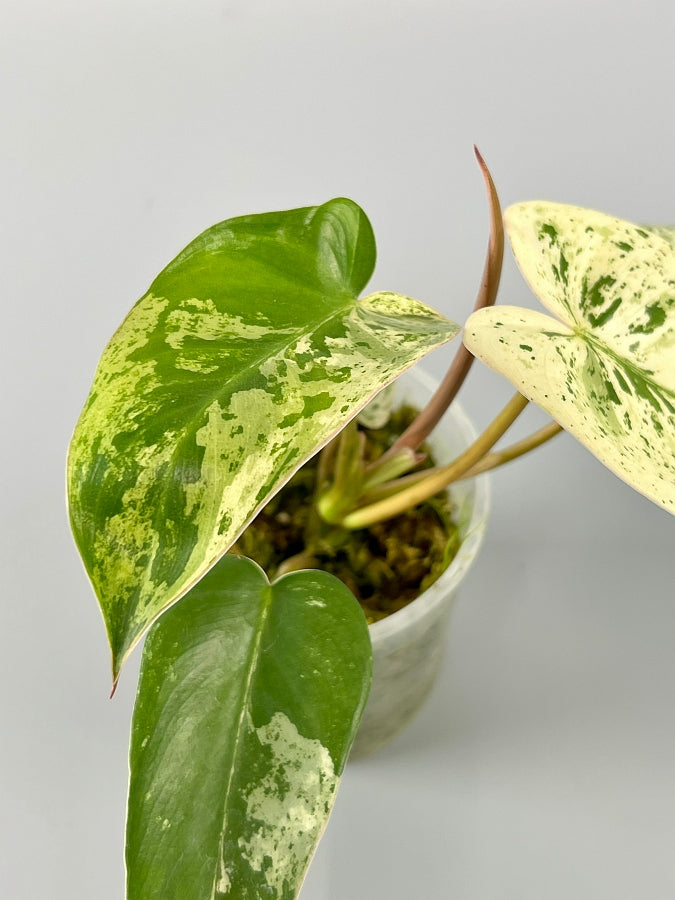 Philodendron ilsemanii (4 Leaves) Highly Variegated