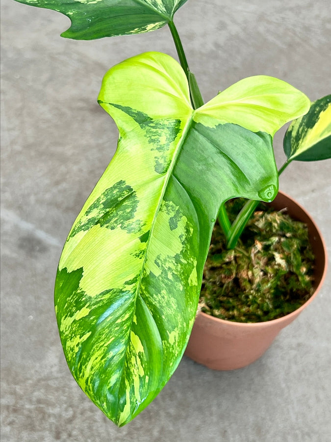 Philodendron Violin Variegated (Highly variegated)