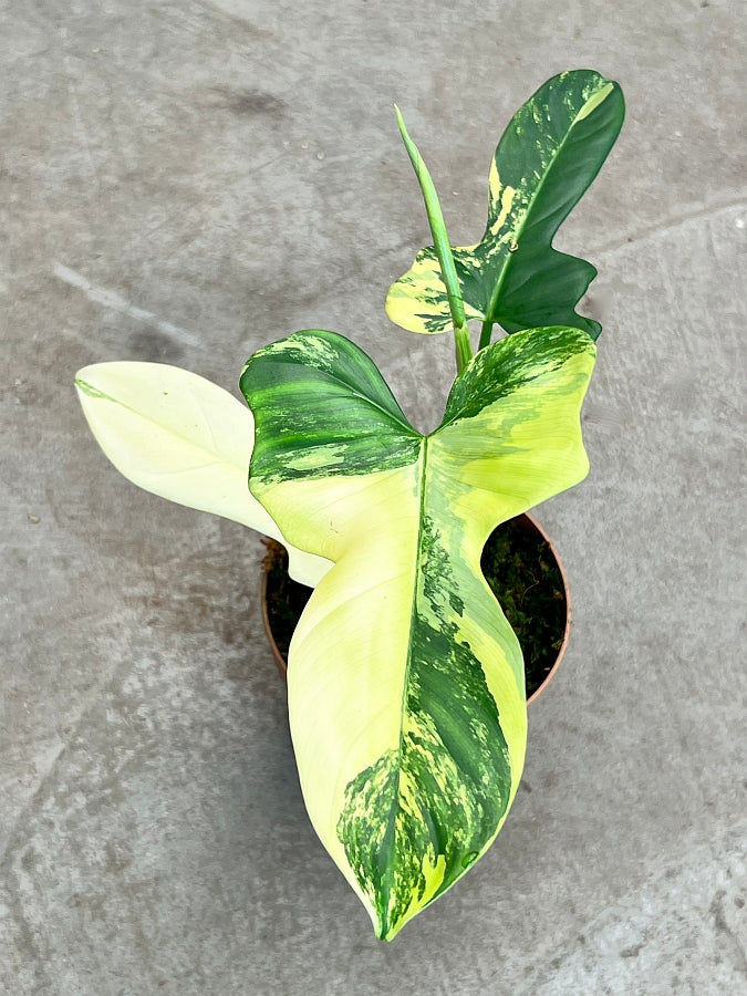 Philodendron Violin Variegated (Highly variegated)