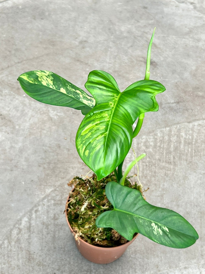 Philodendron Pedatum Violin Less Variegated