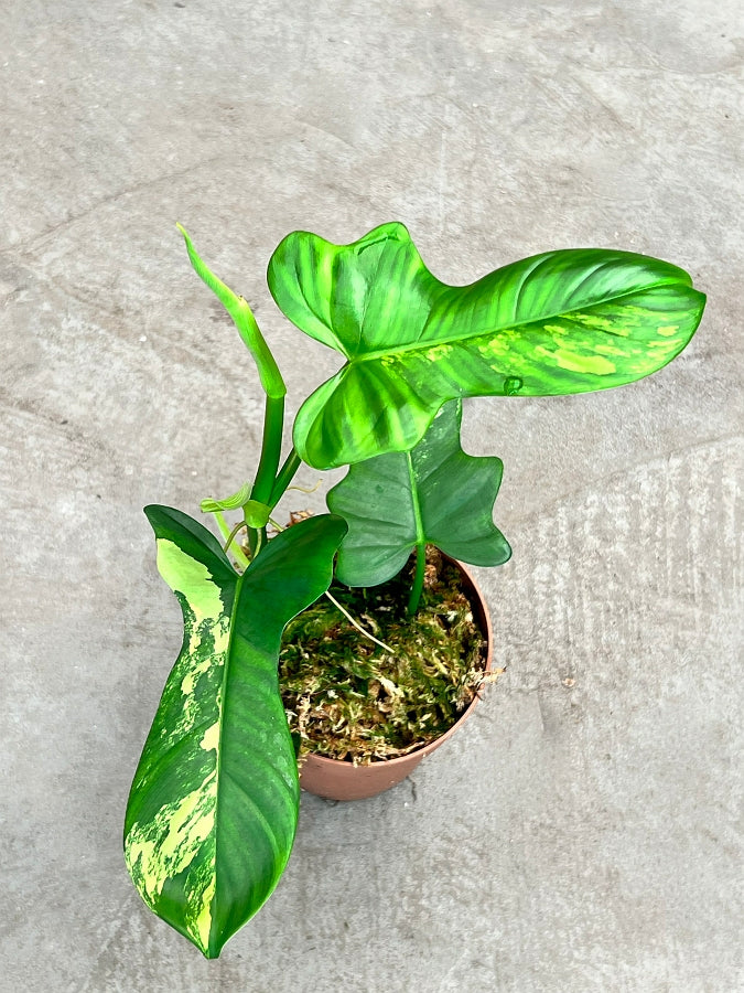 Philodendron Pedatum Violin Less Variegated