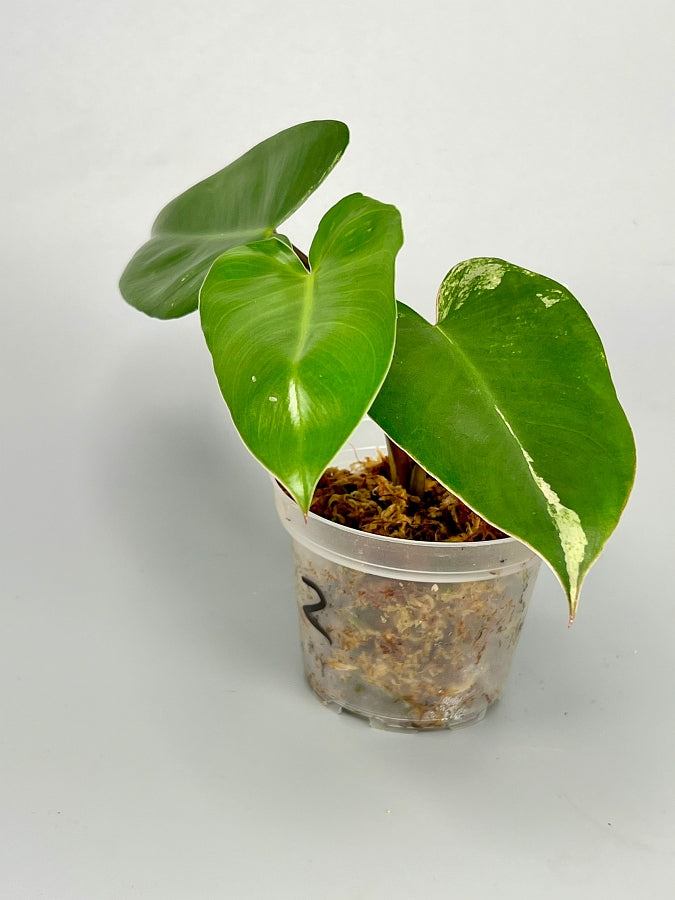 philodendron ilsemanii price Philodendron ilsemanii Less Variegata (3 Leaves)
