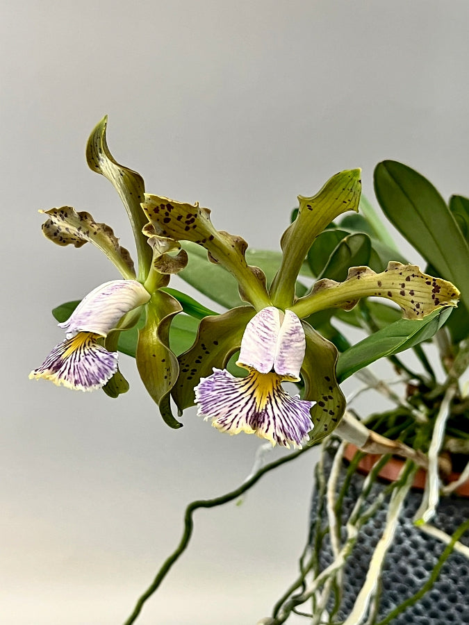 Cattleya schilleriana var. coerulea