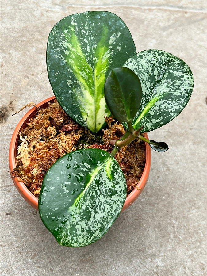 Hoya obovata Variegata Silver Splash (2 Leaf Cutting)