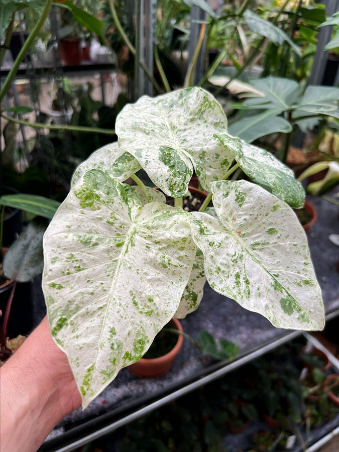 Alocasia macrorrhiza splash