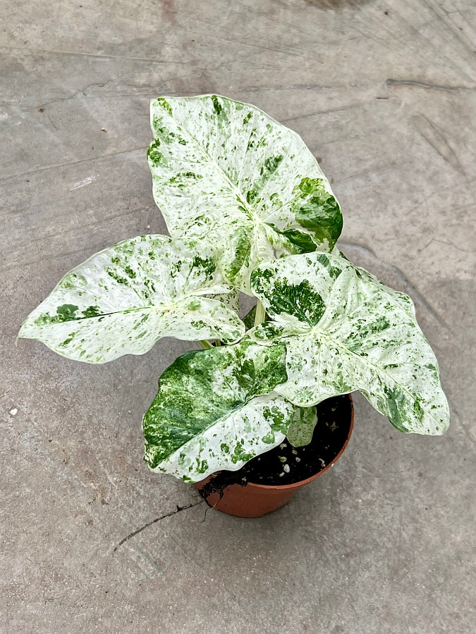 Alocasia macrorrhiza splash