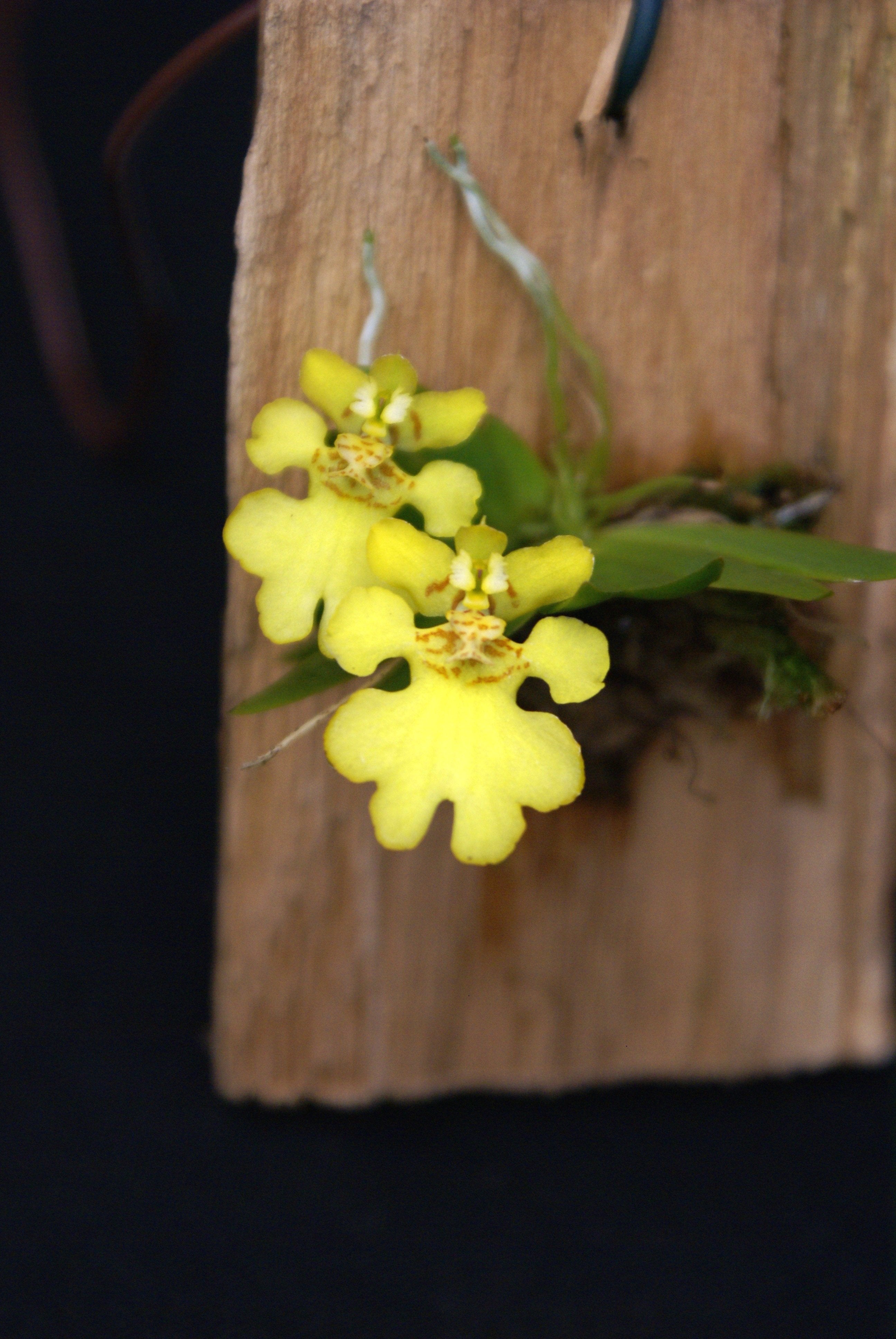 Psychmorchis pusilla “2 plants“