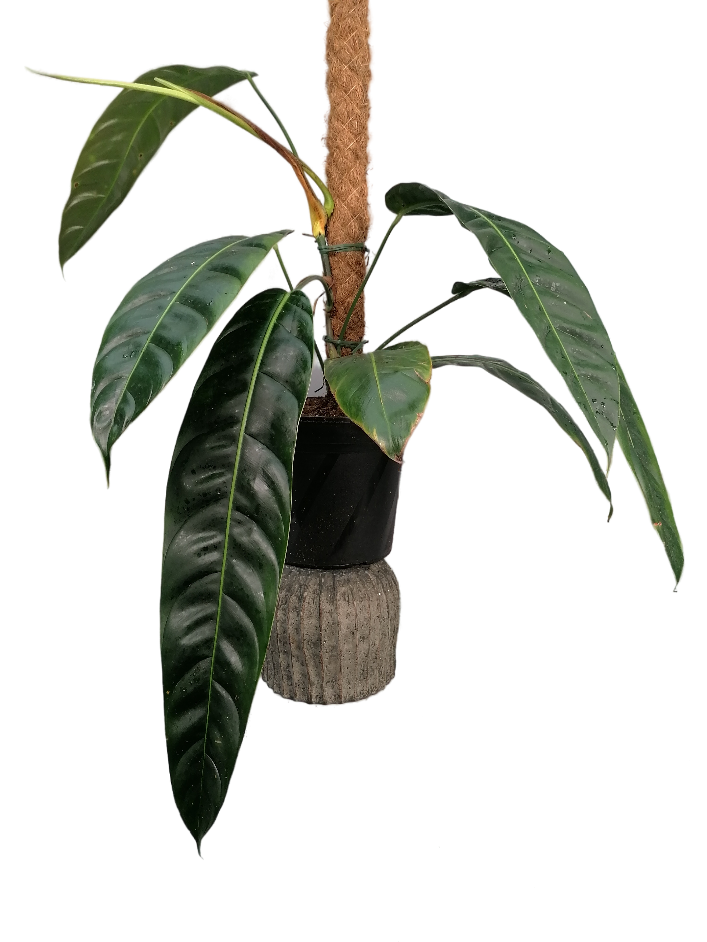 anthurium patriciae Philodendron patriciae Big XL