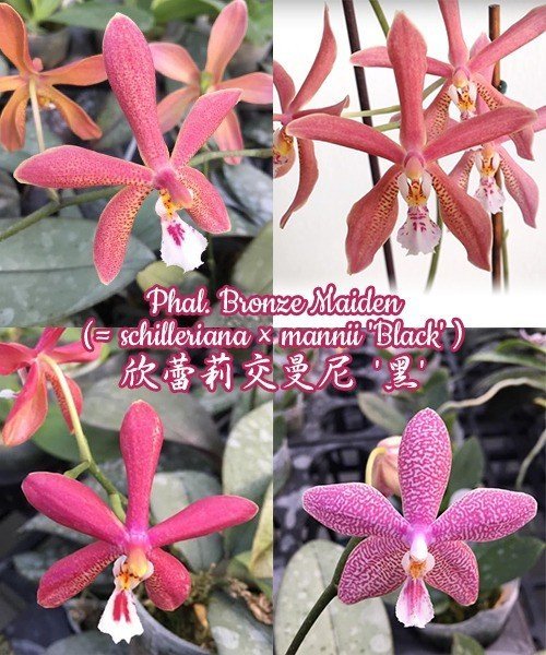 Phalaenopsis Bronze Maiden 欣蕾莉交曼尼 '黑' (Phal. schilleriana x Phal. mannii "Black")