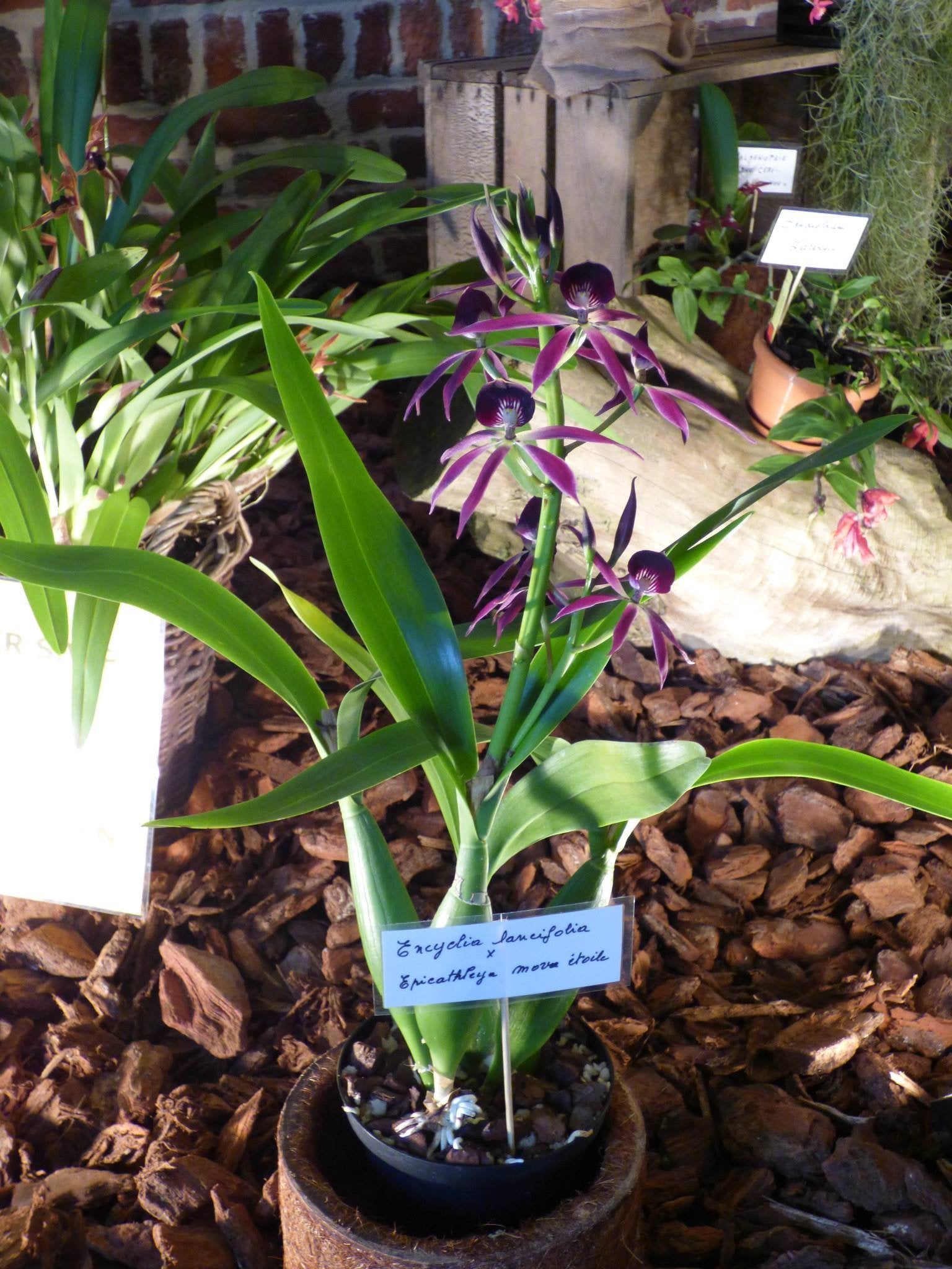 Encyclia lancifolia x Epicattleya Miva Etoile