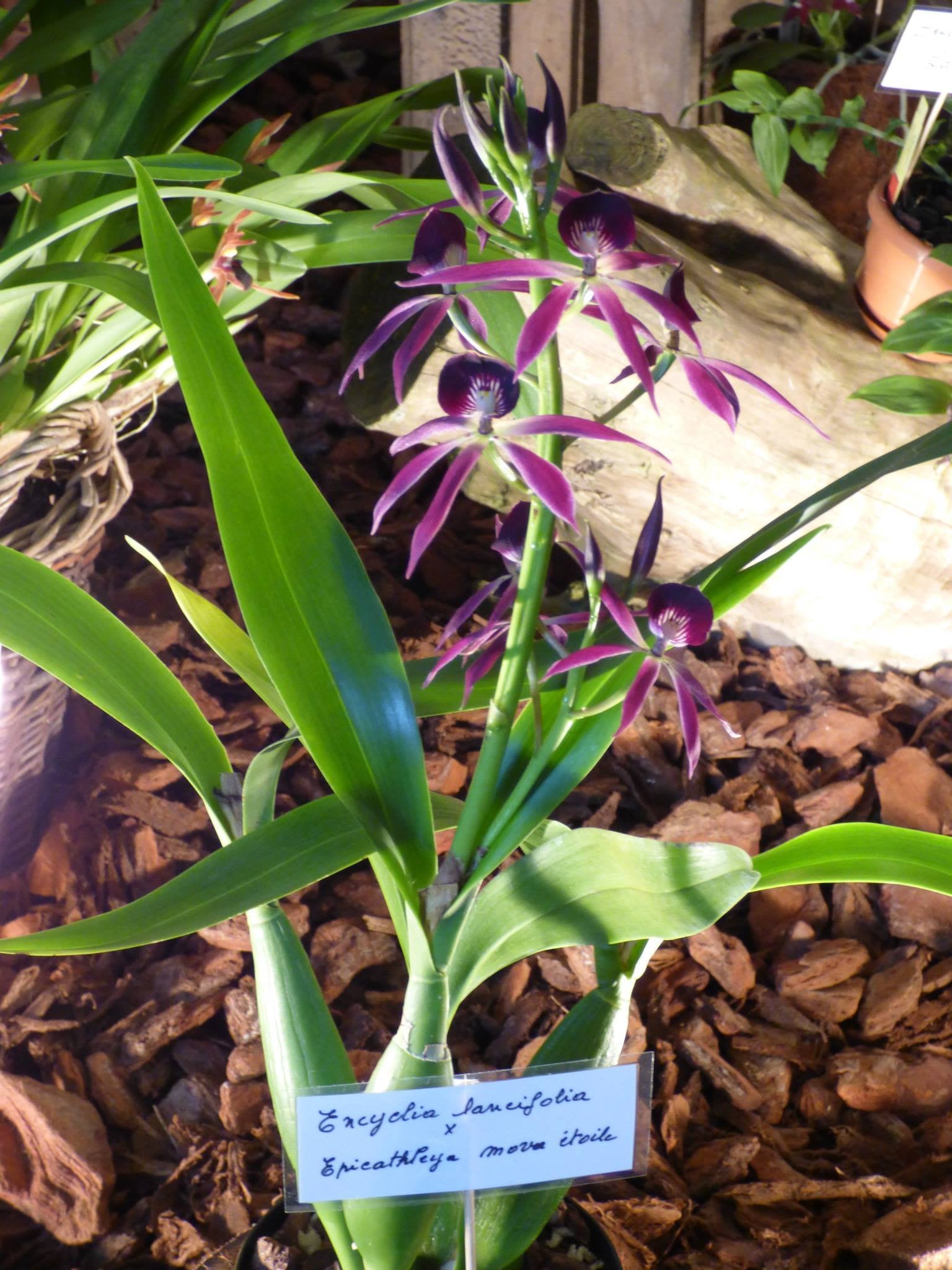 Encyclia lancifolia x Epicattleya Miva Etoile