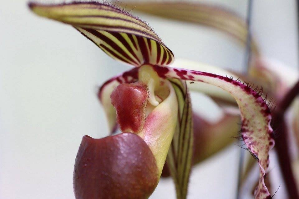 Paphiopedilum sanderianum