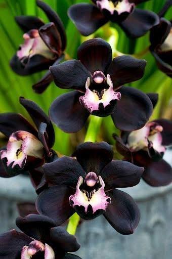Cymbidium Kiwi Midnight "Geyserland" "Big"