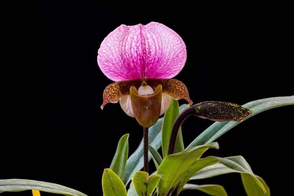 Paphiopedilum charlesworthii ''Compact Type''