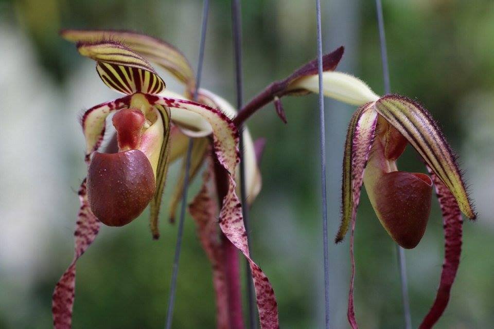 Paphiopedilum sanderianum
