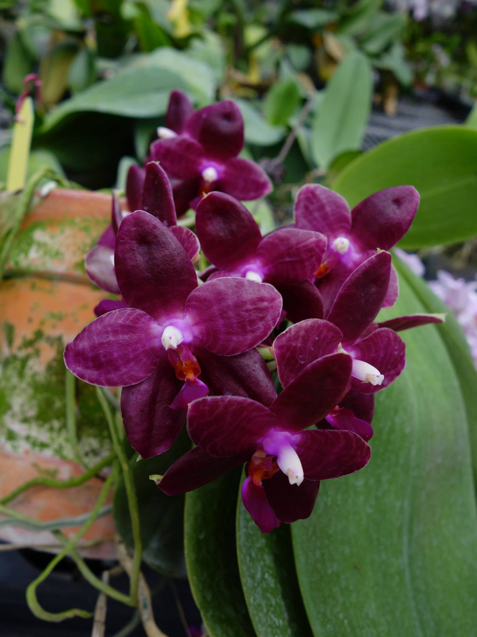 Phalaenopsis Red Jaguar
